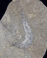 Leptolepis bronni AGASSIZ 1833 - Bild &copy; FossNet FossilienStore